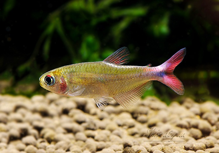 ��Ǯ�ӵ��ۡ��֥�åɥե��󥹥����֥롼�ƥȥ顡��WILD��3ɤ