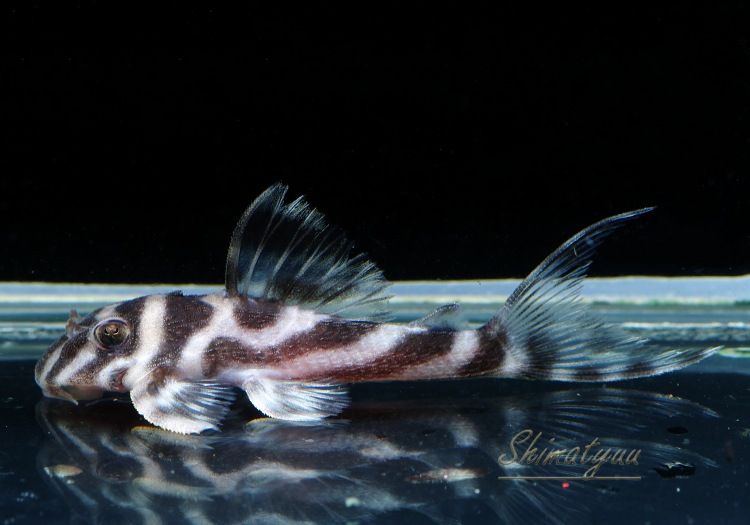 ����ʪ�������ѡ�����ڥꥢ�를�֥顡F2���ȣ£����ɡ�No.05