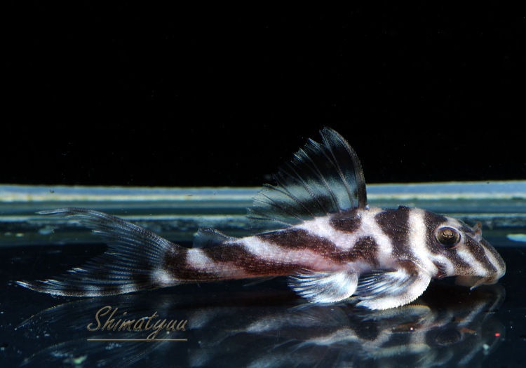 ����ʪ�������ѡ�����ڥꥢ�를�֥顡F2���ȣ£����ɡ�No.05