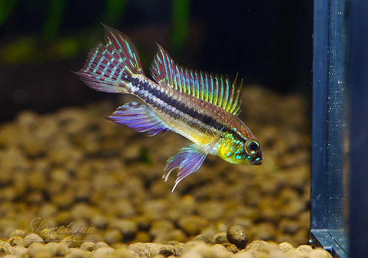 5_000000011436.jpg?1697104491 