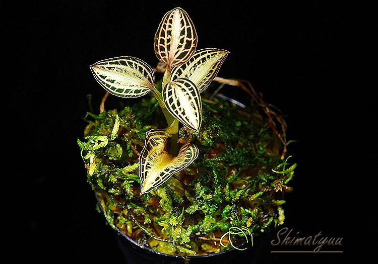 ����ʪ��Anoectochius albolineatus  ��Nok�� No.02