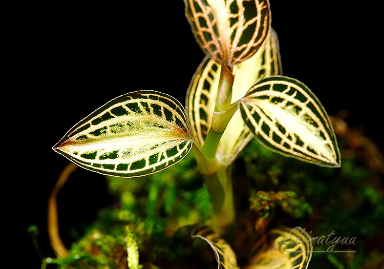 ����ʪ��Anoectochius albolineatus  ��Nok�� No.02