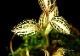 ����ʪ��Anoectochius albolineatus  ��Nok�� No.02
