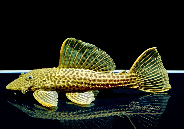 ����ʪ���ɥ饴��ϥ��ե���쥪�ѡ��ɥȥ�ࡡ ��High yellow�ɡ�Bigsize��No.02