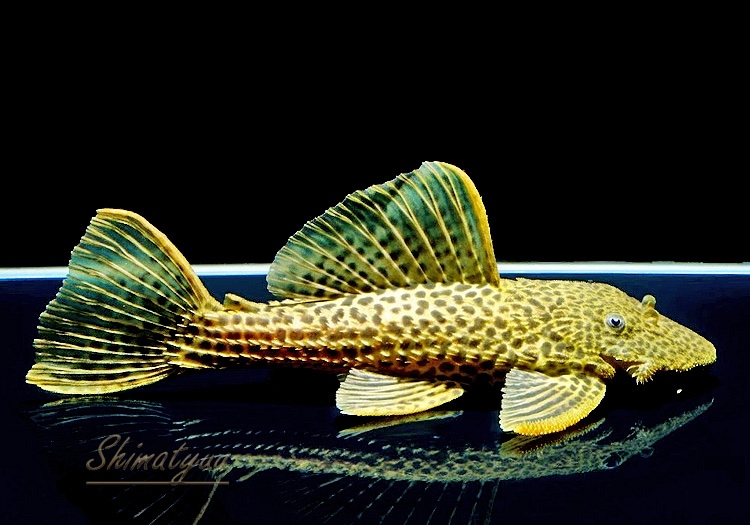 ����ʪ���ɥ饴��ϥ��ե���쥪�ѡ��ɥȥ�ࡡ ��High yellow�ɡ�Bigsize��No.02