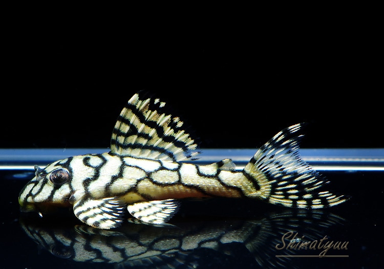 一点物 L333スペシャル リアル メガクラウンゼブラ No.01 | プレコ