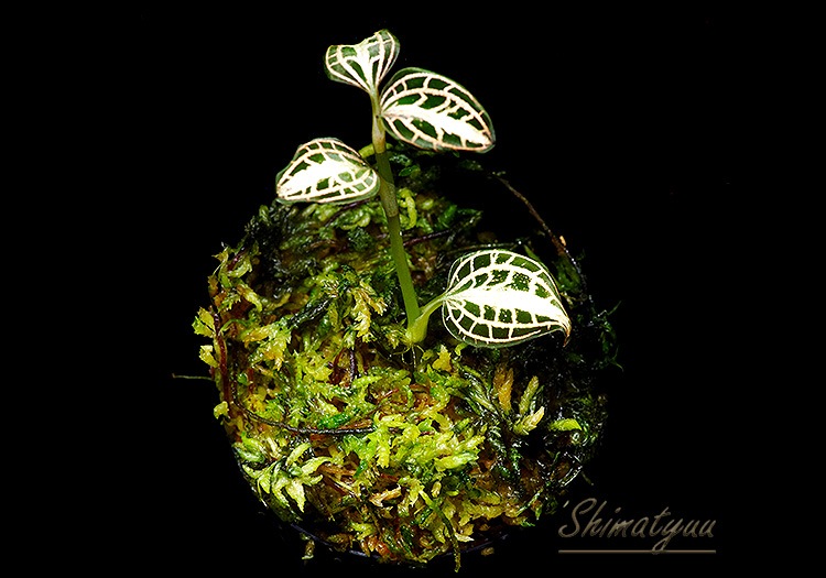 ����ʪ��Anoectochius albolineatus  ��Noey�� No.03