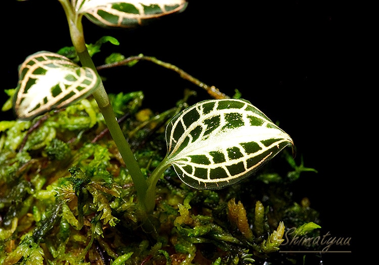 ����ʪ��Anoectochius albolineatus  ��Noey�� No.03