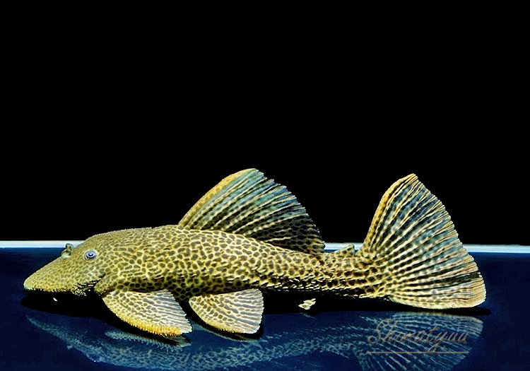 ����ʪ���ɥ饴��ϥ��ե���쥪�ѡ��ɥȥ�ࡡ ��High yellow�ɡ�Bigsize��No.03