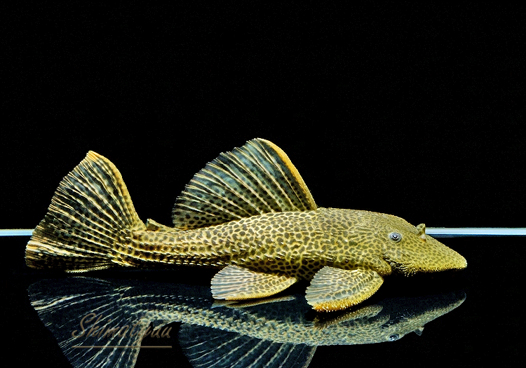 ����ʪ���ɥ饴��ϥ��ե���쥪�ѡ��ɥȥ�ࡡ ��High yellow�ɡ�Bigsize��No.03