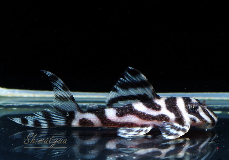 ����ʪ�������ѡ�����ڥꥢ�를�֥顡F2���ȣ£����ɡ�No.07