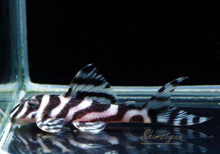 ����ʪ�������ѡ�����ڥꥢ�를�֥顡F2���ȣ£����ɡ�No.07