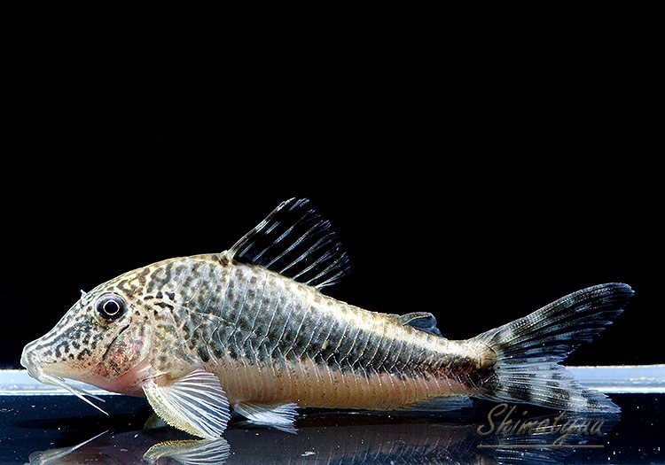 C����ߥ����륹���֥�å��ڥ롼���ȥ�С����ʥݡɡ�WILD��3ɤ