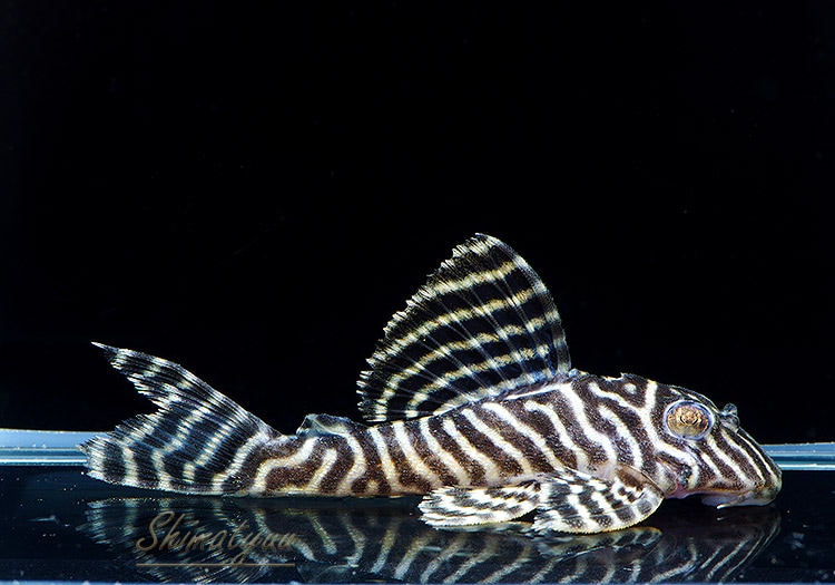 ����ʪ��L-66�����󥰥������ץ쥳��No.05