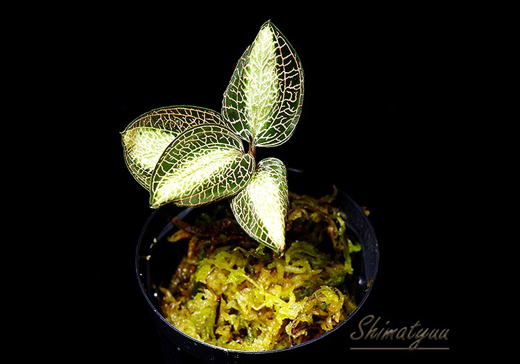 ����ʪ��Anoectochius roxburghii  ��Sun Light�� No.04