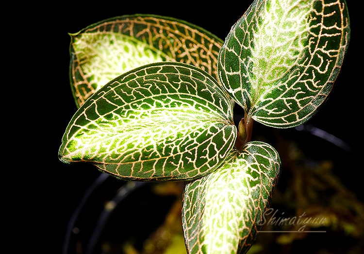 ����ʪ��Anoectochius roxburghii  ��Sun Light�� No.04