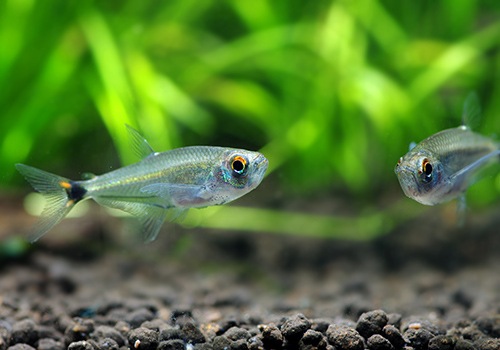 熱帯魚 アロワナ テトラ ペルー Wild 1匹 熱帯魚 カラシンwild Aqua F東京店通販ショップ 熱帯魚 アロワナ テトラ ペルー Wild 1匹 熱帯魚 カラシンwild Aqua F東京店通販ショップ