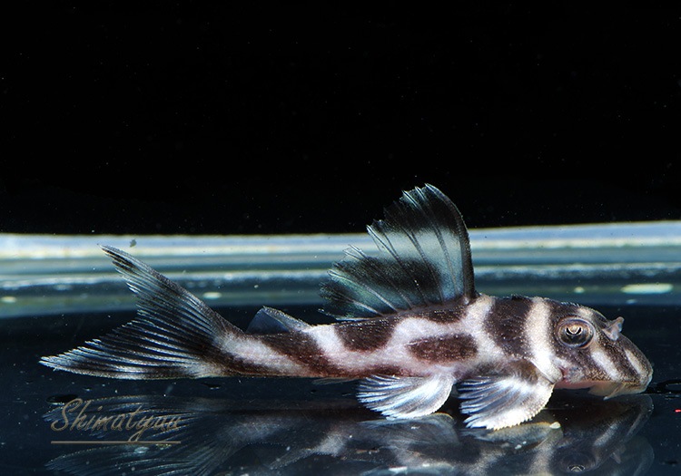 ����ʪ�������ѡ�����ڥꥢ�를�֥顡F2���ȣ£����ɡ�No.08