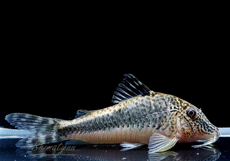 C����ߥ����륹���֥�å��ڥ롼���ȥ�С����ʥݡɡ�WILD��1ɤ