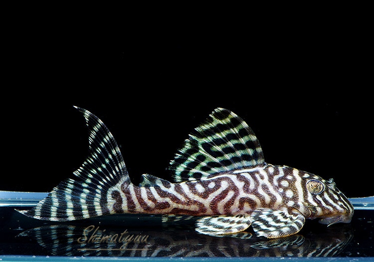 ����ʪ��L-66�����󥰥������ץ쥳��No.06