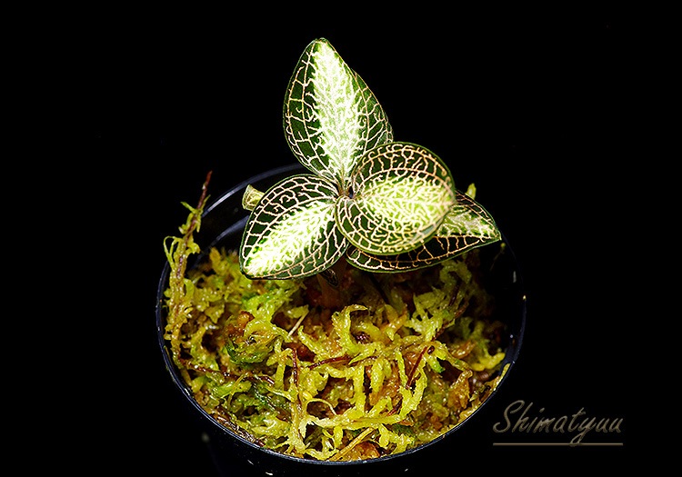 ����ʪ��Anoectochius roxburghii  ��Sun Light�� No.05