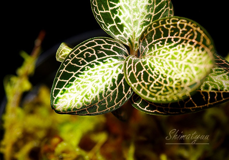 ����ʪ��Anoectochius roxburghii  ��Sun Light�� No.05