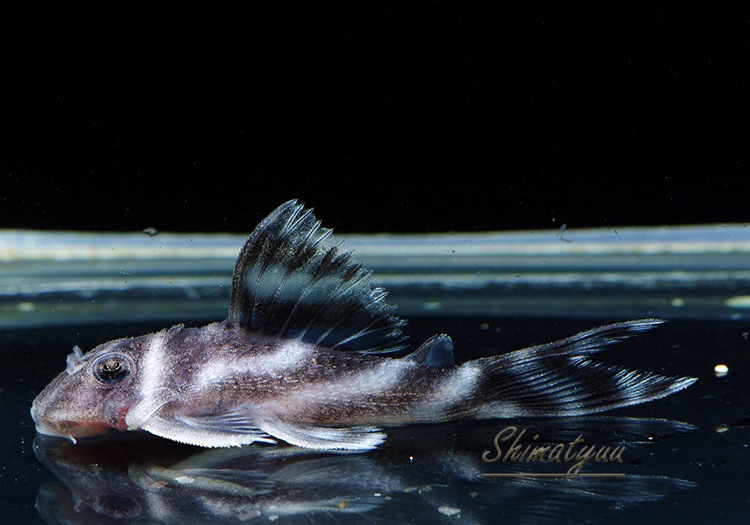 ����ʪ�������ѡ�����ڥꥢ�를�֥顡F2���ȣ£����ɡ�No.09