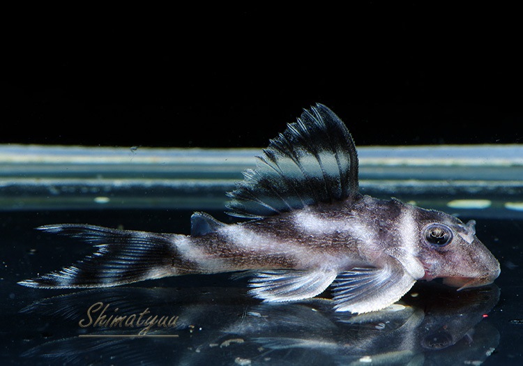 ����ʪ�������ѡ�����ڥꥢ�를�֥顡F2���ȣ£����ɡ�No.09