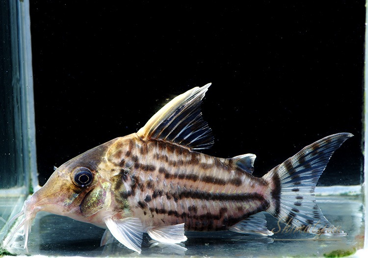 C�����ȥ�ץ륱���롡1ɤ���礭��