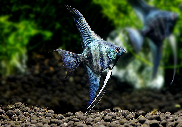 熱帯魚 アバターブルーゼブラエンゼル 1匹 熱帯魚 シクリッド Aqua F東京店通販ショップ