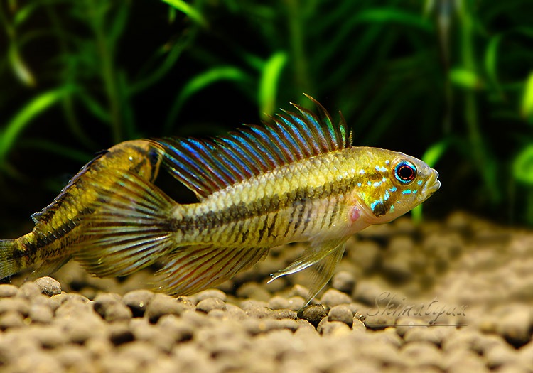 Ap ギビケプス WILD “マナウス近郊イガラッペ産” 1Pr