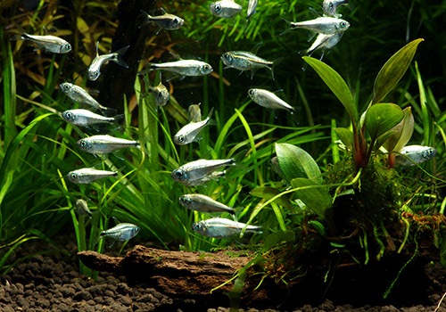 ��Ǯ�ӵ��ۡ�������ǥ�ƥȥ顡WILD��10ɤ