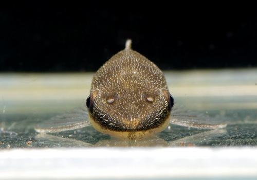 ��Ǯ�ӵ��ۡ����ȥ��󥯥륹��WILD���ȥ��ޥ����С��ɡ���10ɤ