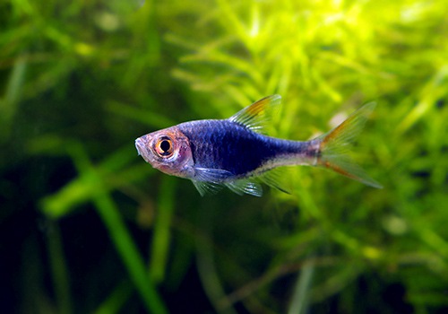 熱帯魚 ラスボラ ヘテロモルファ プラチナブルー 10匹 熱帯魚 ラスボラ コイ ローチ Aqua F東京店通販ショップ