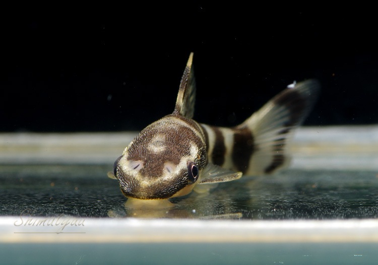 熱帯魚 リアル ゼブラオトシン 3匹 すべての商品 Aqua F東京店通販ショップ
