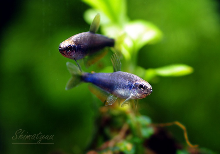 熱帯魚 スーパーブルー インパイクティスケリー 5匹 熱帯魚 カラシンｂｒeed Aqua F東京店通販ショップ