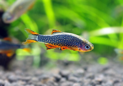 熱帯魚 ミクロラスボラ Sp ハナビ 10匹 熱帯魚 ラスボラ コイ ローチ Aqua F東京店通販ショップ