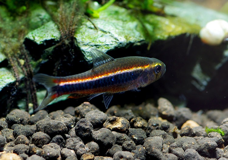 ��Ǯ�ӵ��ۡ��磻�ĥޥˡ��ƥȥ顡WILD���ɥ�����ӥ��ɡ�10ɤ