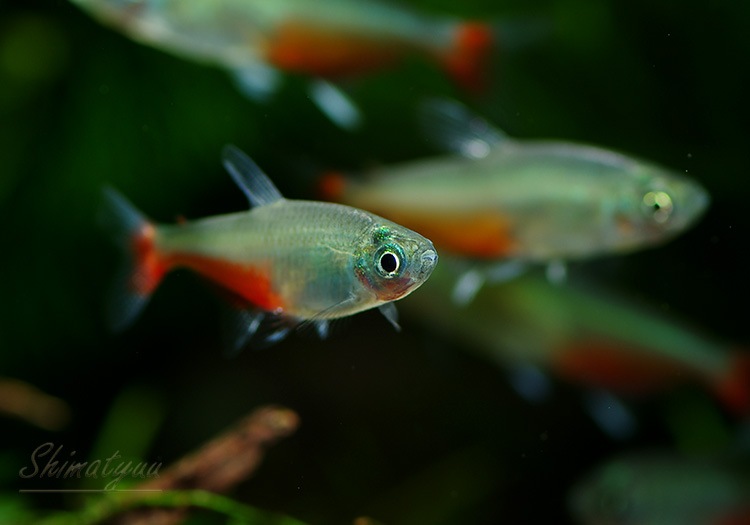 熱帯魚 グリーンファイヤー テトラ 10匹 熱帯魚 カラシンbreed Aqua F東京店通販ショップ 熱帯魚 グリーンファイヤー テトラ 10匹 熱帯魚 カラシンbreed Aqua F東京店通販ショップ