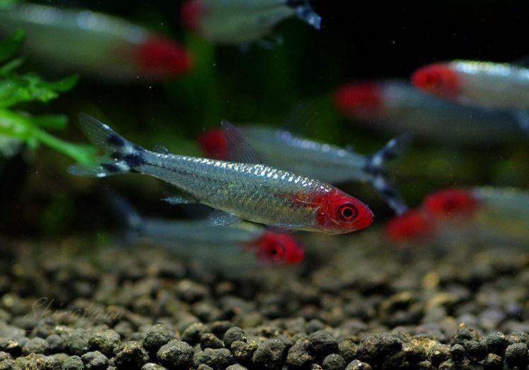 熱帯魚 ブリリアントラミーノーズ テトラ 10匹 熱帯魚 カラシンbreed Aqua F東京店通販ショップ 熱帯魚 ブリリアントラミーノーズ テトラ 10匹 熱帯魚 カラシンbreed Aqua F東京店通販ショップ
