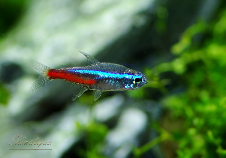��Ǯ�ӵ��ۡ��ͥ���ƥȥ顡WILD���ȥڥ롼�ɡ�5ɤ