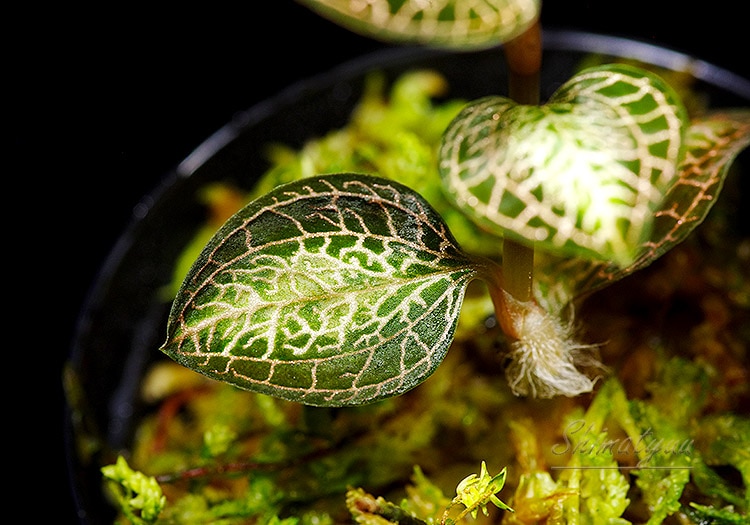 ����ʪ��Anoectochius roxburghii  ��Sun Light�� No.06