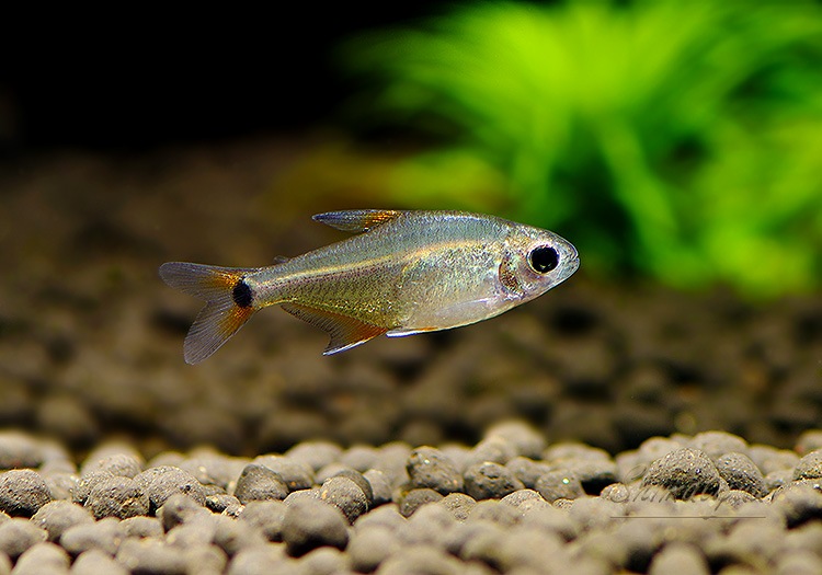 Ǯӵۡϥե֥ꥳ󡡥ʥ졡WILDȥܡɡ1ɤ