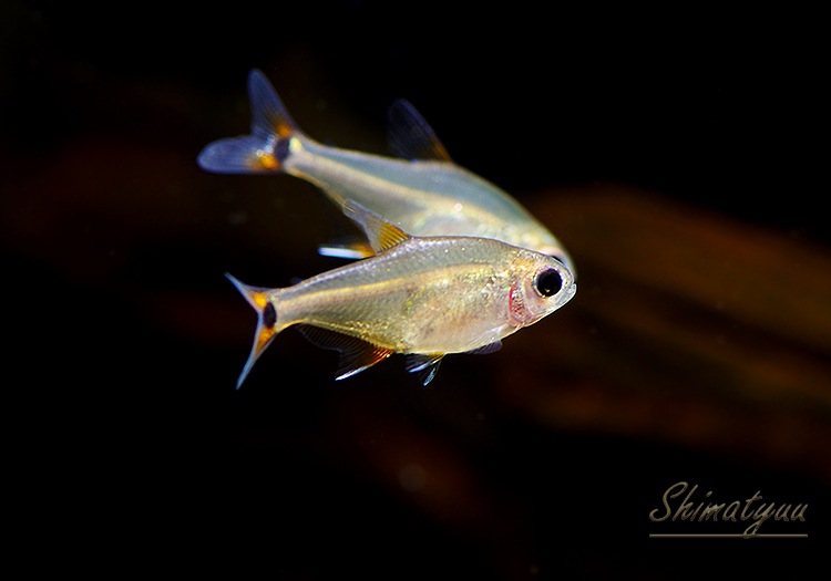 Ǯӵۡϥե֥ꥳ󡡥ʥ졡WILDȥܡɡ1ɤ