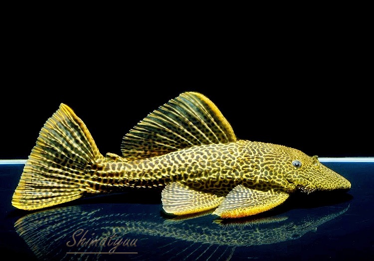 ����ʪ���ɥ饴��ϥ��ե���쥪�ѡ��ɥȥ�ࡡ ��High yellow�ɡ�Bigsize��No.06