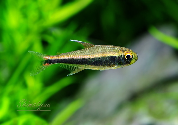 熱帯魚】 ハイフェソブリコン ぺルビアヌス WILD “River napo” 1匹