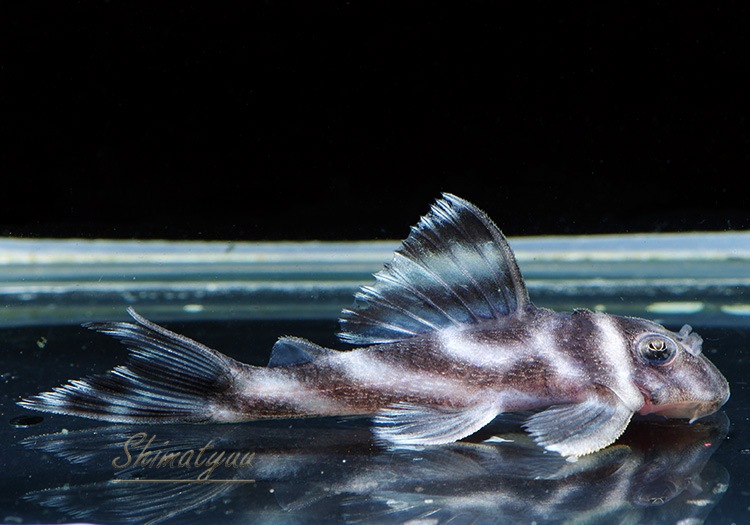 ����ʪ�������ѡ�����ڥꥢ�를�֥顡F2���ȣ£����ɡ�No.10