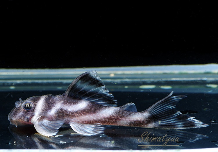 ����ʪ�������ѡ�����ڥꥢ�를�֥顡F2���ȣ£����ɡ�No.10