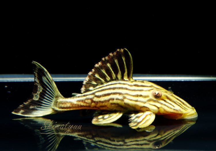 人気満点 熱帯魚 ゴールデンサンダーロイヤルプレコ ｓサイズ ジャマンシン産 ワイルド １匹 北海道 九州 沖縄航空便要保温 ペット 花 ガーデニング Diy Amperklub Hu