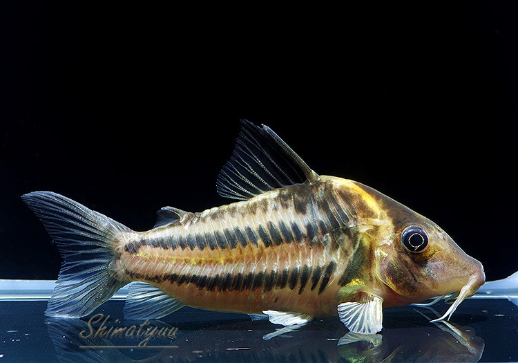 【かずさん購入予定】コリドラス ビファシアータス ワイルド個体 2匹 美ライン かずさん購入予定】コリドラス ビファシアータス ワイルド個体 2匹 美